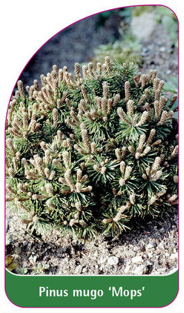 Pinus mugo 'Mops'