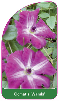 Clematis 'Wanda'