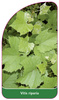 Vitis riparia