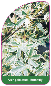 Acer palmatum 'Butterfly'