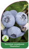 Vaccinium corymbosum 'Chanticleer'