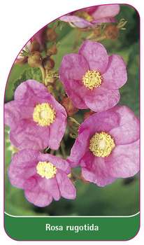 Rosa rugotida