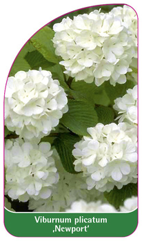 Viburnum plicatum 'Newport'