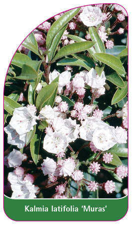 Kalmia latifolia 'Muras'