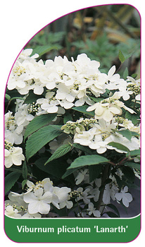 Viburnum plicatum 'Lanarth'