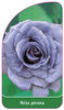 Róza pienna Nr. 5