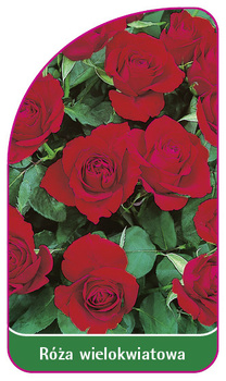 Róza wielokwiatowa Nr. 254