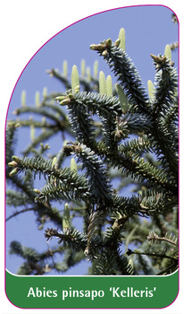 Abies pinsapo 'Kelleris'