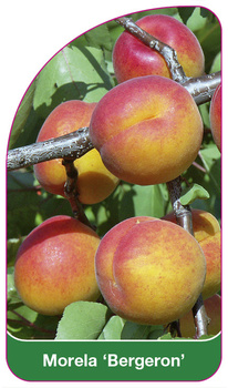 Morela 'Bergeron'