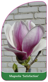 Magnolia 'Satisfaction'