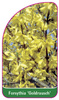 Forsythia 'Goldrausch'