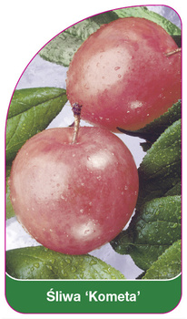 Švestka 'Comet'