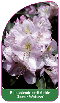 Rhododendron-Hybride 'Gomer Waterer'