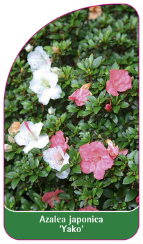 Azalea japonica 'Yako'