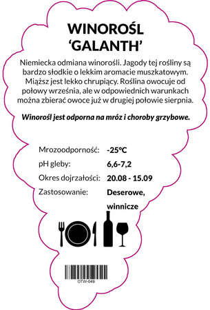 Winorośl Galanth