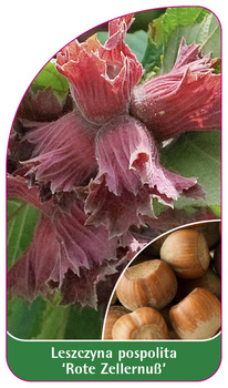 Hazel comun 'Rote Zellernuß'