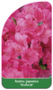 Azalea japonica 'Arabesk'