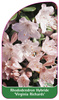 Rhododendron Hybride 'Virginia Richards'