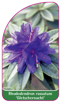 Rhododendron russatum 'Gletschernacht'