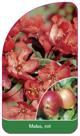 Malus, rot