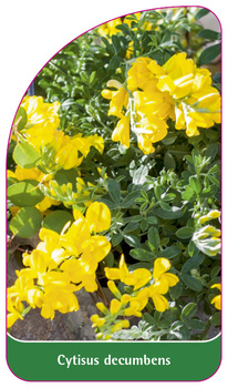 Cytisus decumbens