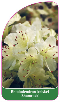 Rhododendron keiskei 'Shamrock'