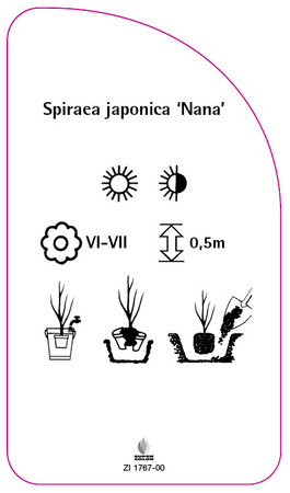 Spiraea japonica 'Nana'