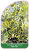 Euonymus japonicus 'Marieke