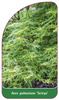 Acer palmatum 'Seiryu'