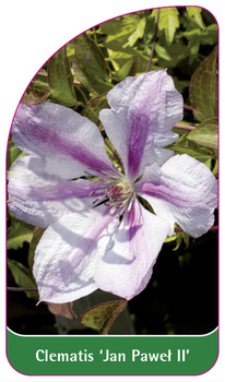 Clematis 'Jan Pawel II'