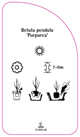 Betula pendula 'Purpurea'