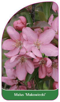 Malus 'Makowiecki'