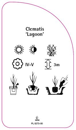 Clematis 'Lagoon'