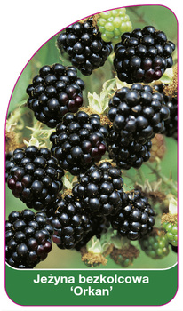 Ostružiník bez trnů 'Orkan'