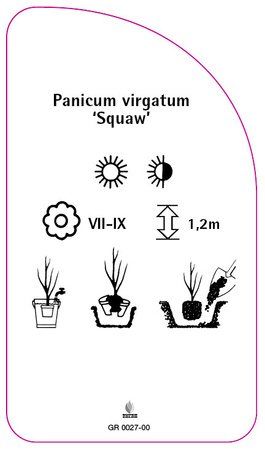 Panicum virgatum 'Squaw'