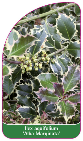 Ilex aquifolium 'Alba Marginata'
