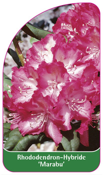 Rhododendron-Hybride 'Marabu'