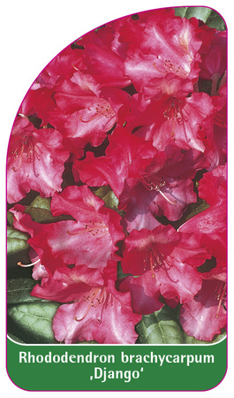Rhododendron brachycarpum 'Django'