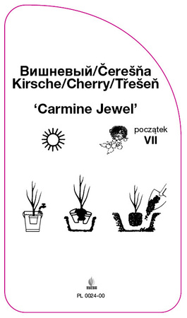 Třešeň 'Carmine Jewel'