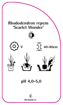 Rhododendron repens 'Scarlet Wonder'