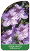 Azalea japonica 'Ledicanense'