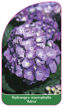 Hydrangea macrophylla 'Adria'