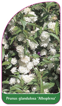 Prunus glandulosa 'Alboplena'