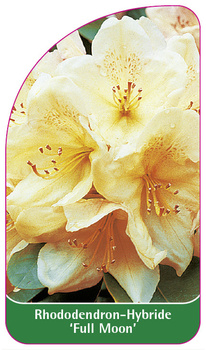 Rhododendron-Hybride 'Full Moon'