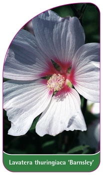 Lavatera thuringiaca 'Barnsley'