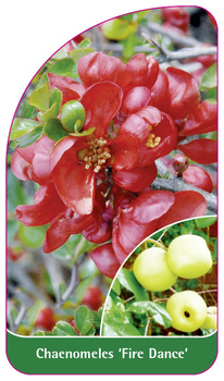 Chaenomeles 'Fire Dance'