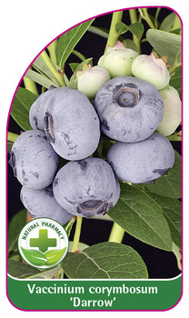 Vaccinium corymbosum "Darrow