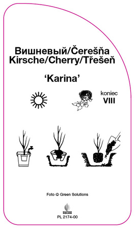 Czeresnia 'Karina'