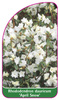 Rhododendron dauricum 'April Snow'