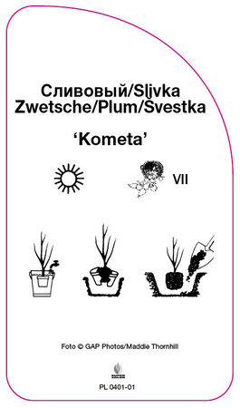 Śliwa 'Kometa'